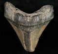 Bargain Posterior Megalodon Tooth #11949-1